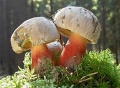 Miniatuurafbeelding voor de versie van 11 nov 2020 09:21