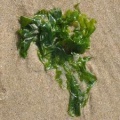 Miniatuurafbeelding voor de versie van 20 mrt 2012 11:43