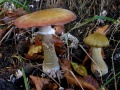 Armillaria lutea.jpg