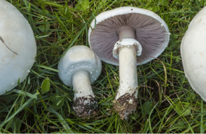 Agaricus-arvensis.png