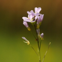 Pinksterbloem 2 vierkant.jpg