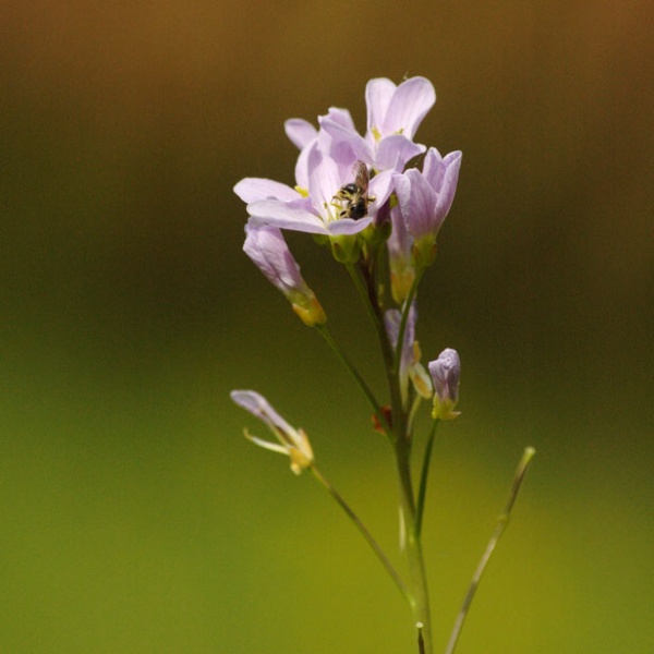 Bestand:Pinksterbloem 2 vierkant.jpg
