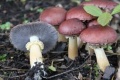 Miniatuurafbeelding voor de versie van 1 nov 2018 22:33