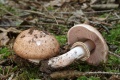 Miniatuurafbeelding voor de versie van 10 feb 2020 14:35