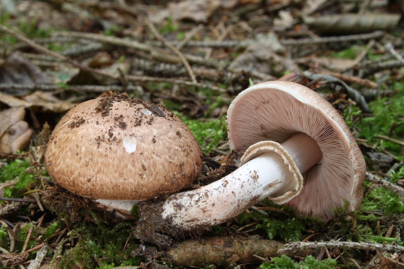 Bestand:Schubbige boschampignon.jpg